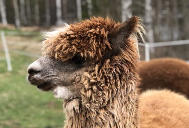 Swedish lapland alpaca 820x445