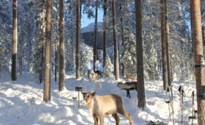 Ufo Treehotel reindeer 1024x624