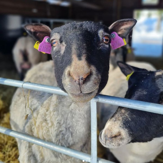 Skarmavbild 2023 03 29 kl. 10.35.07